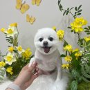 오늘도, 아름답개 네이버블로그
