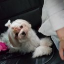 멍이랑냥이랑
