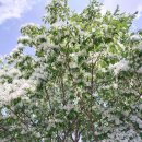 오월의 언덕 이미지