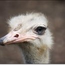 삼봉농장 이미지