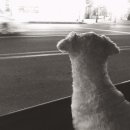 디스동물병원 이미지