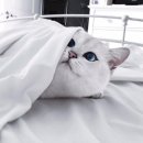 블루아이 Daum카페