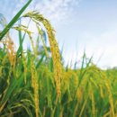 양곡 2로 이미지