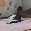 주식회사 애가