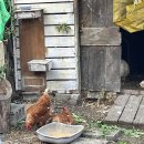 내일부터 저 닭은 많이 외로울 것이다 이미지