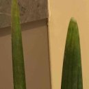 대한유지 | 울쎄라 후기 단계 5가지로 보는 효과 지속과 통증 기준!