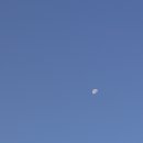 달바라기