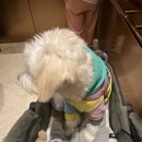 위례대로 | [반려견운동장] 위례 스타필드 펫파크 중대형견 운동장 솔직 방문기