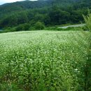 철호목장 Daum카페