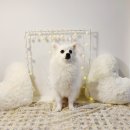 왕짱 애견스쿨 이미지