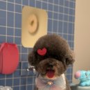 까미애견샵 이미지