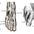 내정혈(内庭穴)-우황해독환(牛黄解毒丸) 이미지