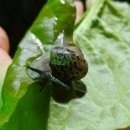 안녕달팽이 이미지