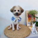 다이아몬독 이미지