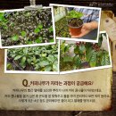 커피나무`S