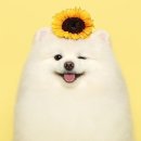 기언농장 | 부산애견미용학원추천 베테랑미용사 만들어주는곳 수강후기 (국비지원정보)