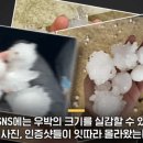 미국 텍사스주에 떨어진 우박 수준 이미지