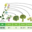 신장 이상 ,신장에 좋은 음식 이미지