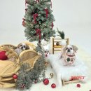 로이펫(ROIPET) | 찡도 미용시키고 월미바다열차 타본 후기