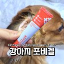 반려견 포비돈 상처에 바르는 '강아지연고' 포비겔 사용후기