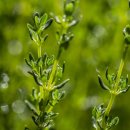 기분좋은허브이야기 이미지