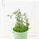 로즈마리 이미지