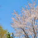 로뎅853-1 이미지