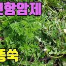 한국의 약용식물(개똥쑥)-천연항암제 들나물 조회수 654회 3년 전 이미지