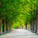 가로수자산관리