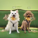 도안 ECO 종합동물병원 이미지