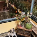 스타호텔 | [오스트리아] 잘츠부르크 클래식 감성 여자 혼자 숙소 객실/조식 후기 <호텔 호헨스타우펜>