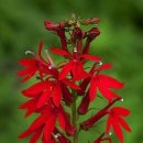 로벨리아(lobelia) 이미지