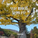 범어사매표소 버스정류소 | 부산 범어사 은행나무 실시간 방문 후기 가을 단풍놀이 가볼만한 곳