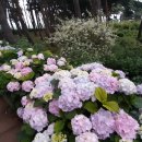 서산소나무힐링 이미지