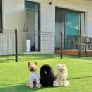 서울애견마트 | 가평 애견펜션 모모 애견풀빌라 강아지 동반 여행 후기