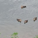 시를 쓰는 오리 이미지