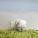 김제강아지 | 김제강아지분양 후기, 막상 보고 나니 정리가 빨랐어요