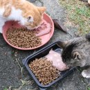 고양이의 보은 이미지