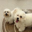 글로리 애견 유치원 이미지