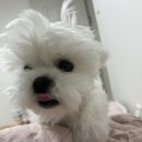 쿨펫동물병원(탄방점) 이미지