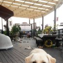 (고민입니다) 리트리버 털관리법 알려 주세요. 이미지