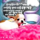 와와 이미지
