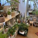 평택시청 | 평택역 평택시청 꽃집 후기 | 가성비 좋은 한송이 꽃다발 집들이 선물