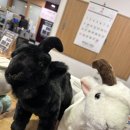 강릉흑염소온담
