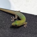 자이언트팩토리 | 안보면 후회하십니다? 자이언트데이게코, 골드더스트데이게코,그린아이게코 친구들이 초거대 입고...