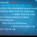 G천년초