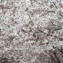 4월 10일(화) 안양천 벚꽃길 걷습니다 이미지