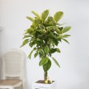 행복드리는약국 이미지