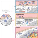 Re: cancer initiation에 관한 이야기 cancer immunity cycle !! 이미지