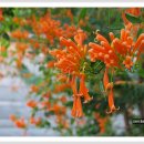 Orange Trumpet Vine (오렌지 트럼펫 바인 ) - 파장화(모심) 이미지